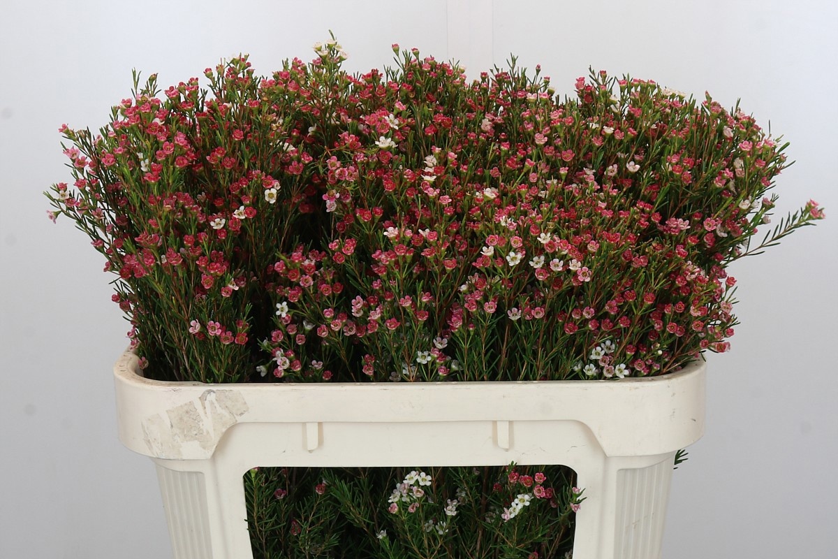 Шамелациум Май Свит Сикстин 70, шт.