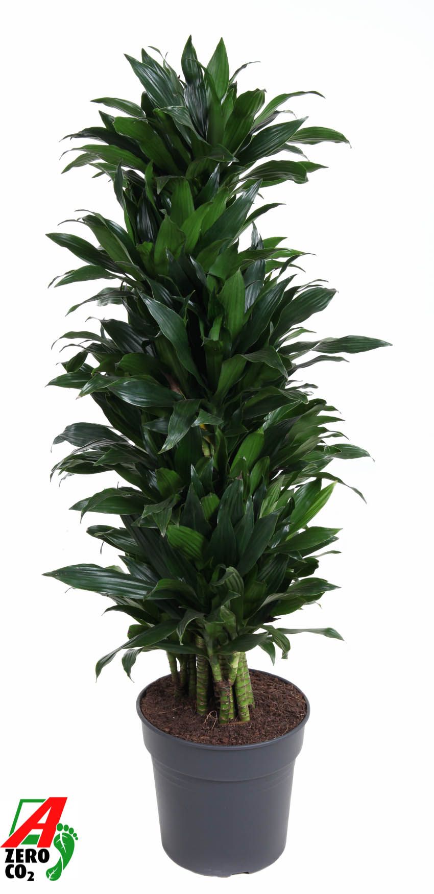 Dracaena Green Jewel vertakt P31, D 31
