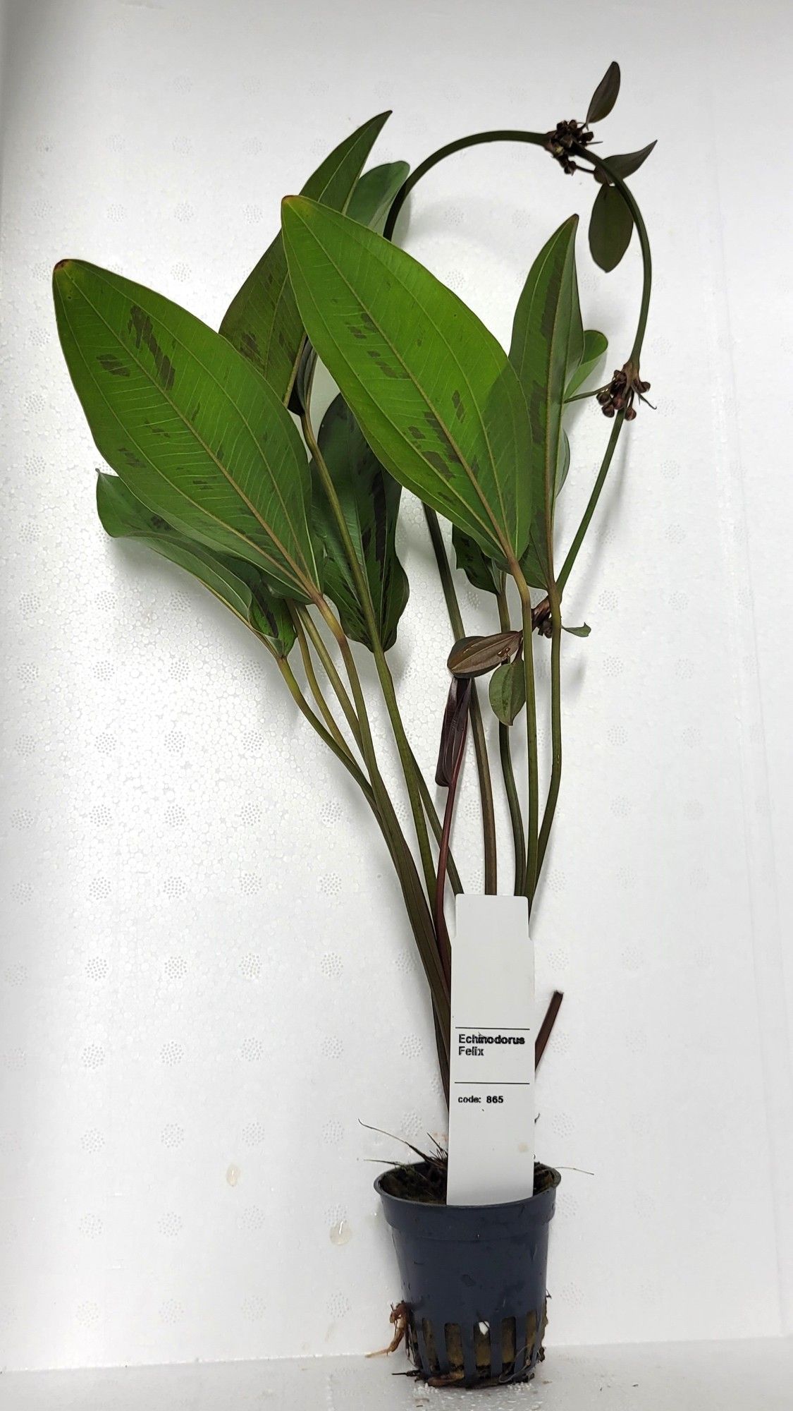 echinodorus indian red, D 5