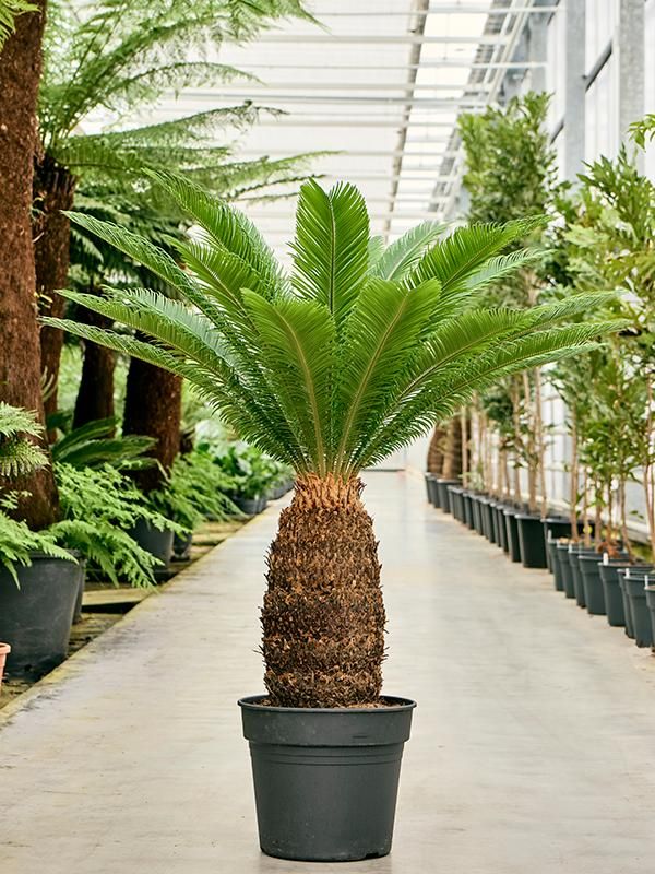 Cycas revoluta, D 38 cm Cycas revoluta, D 38 cm