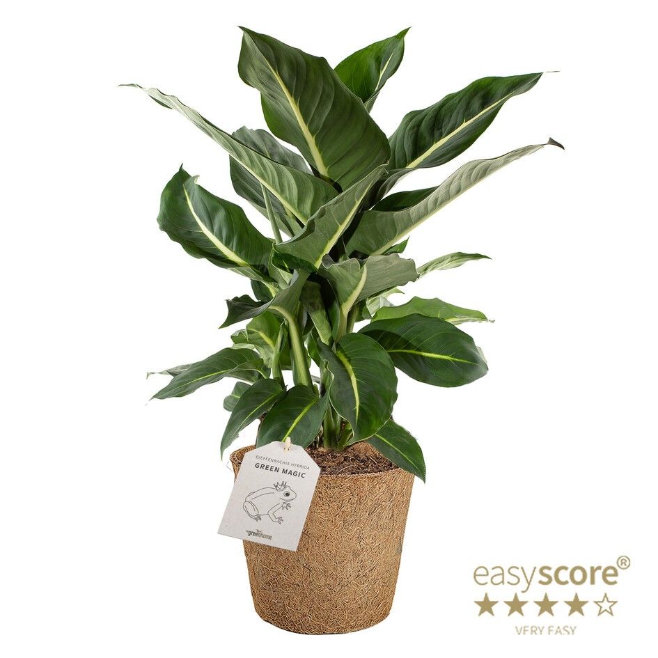 Dieffenbachia ´Green Magic´ - COCOZ, D 17