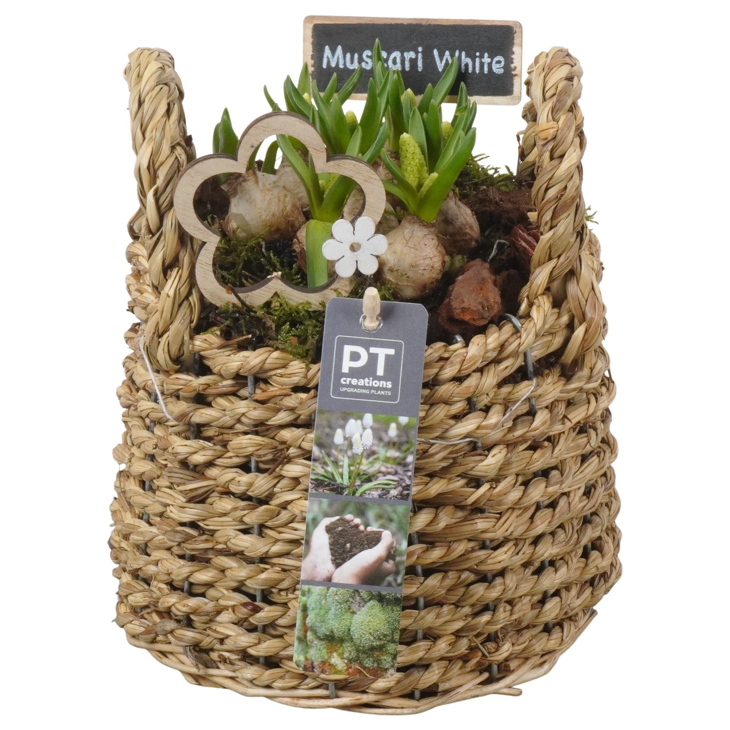 PTWMB8134 Arrangement Muscari White in riet mand, D 15