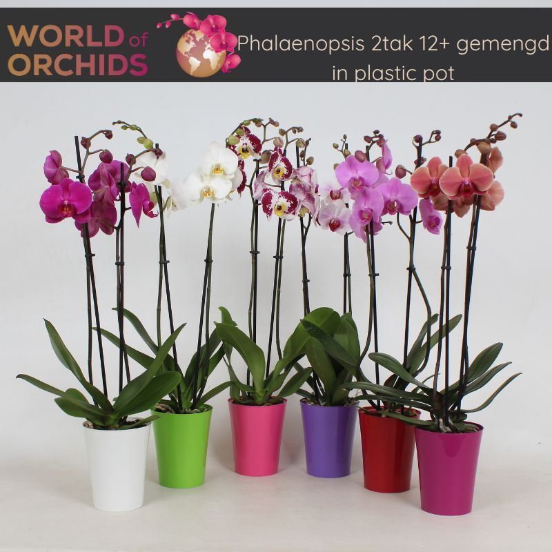 Phalaenopsis Gemengd 2 tak, 12+ Bloem in Plastic pot, D 12