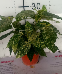 Фикус аспера парселли 15 30 (предзаказ)