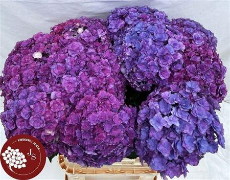 Гортензия Роял Анастасия Роуз 80, шт.