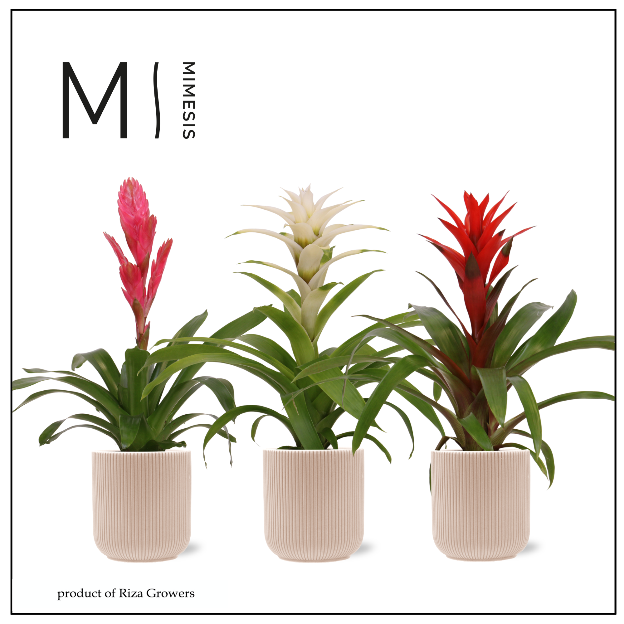 Bromelia Charming - 12cm in Atlanta Peach| Mimesis, D 12