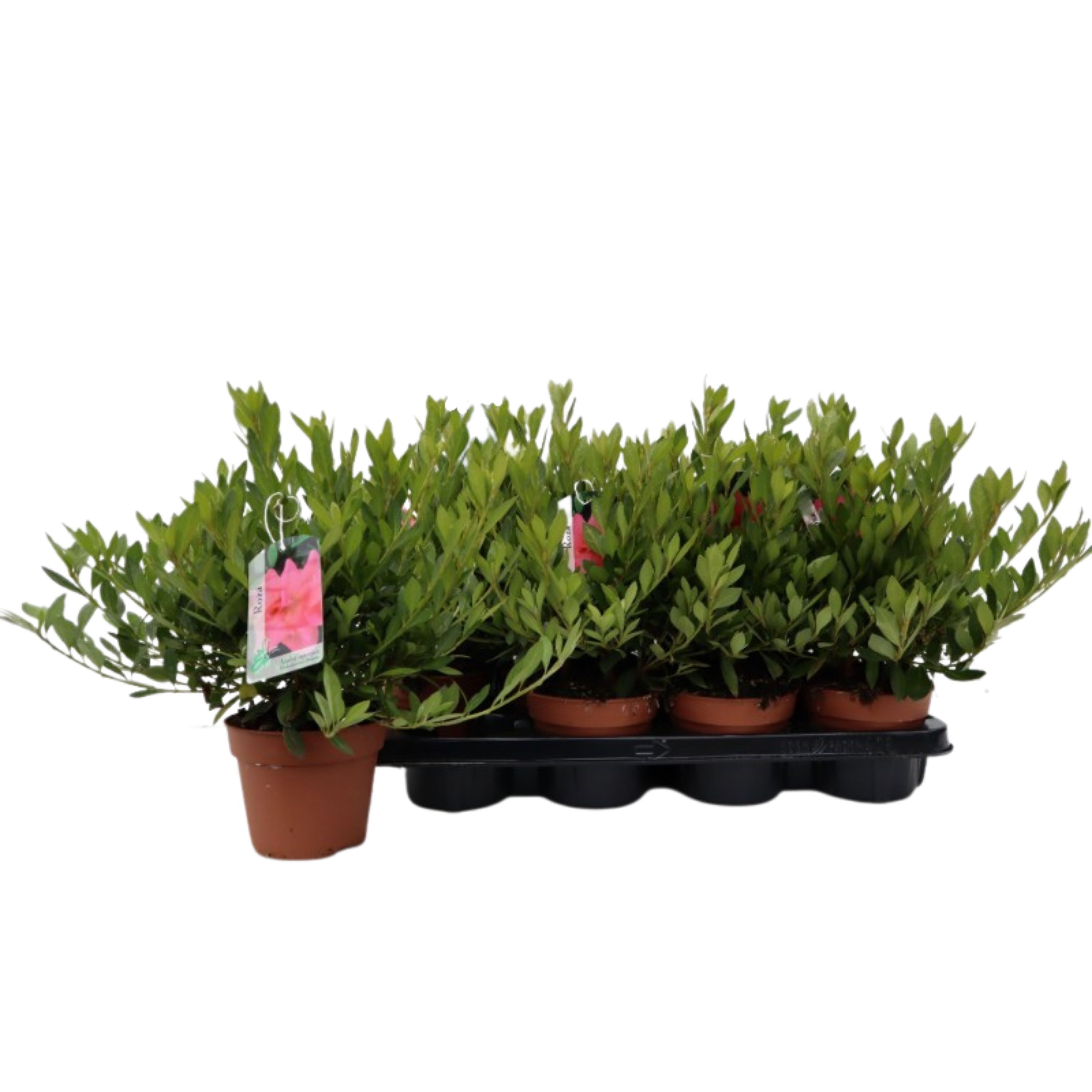 Azalea Japonica 20/P13 'Mix tray', D 13 cm Azalea Japonica 20/P13 'Mix tray', D 13 cm