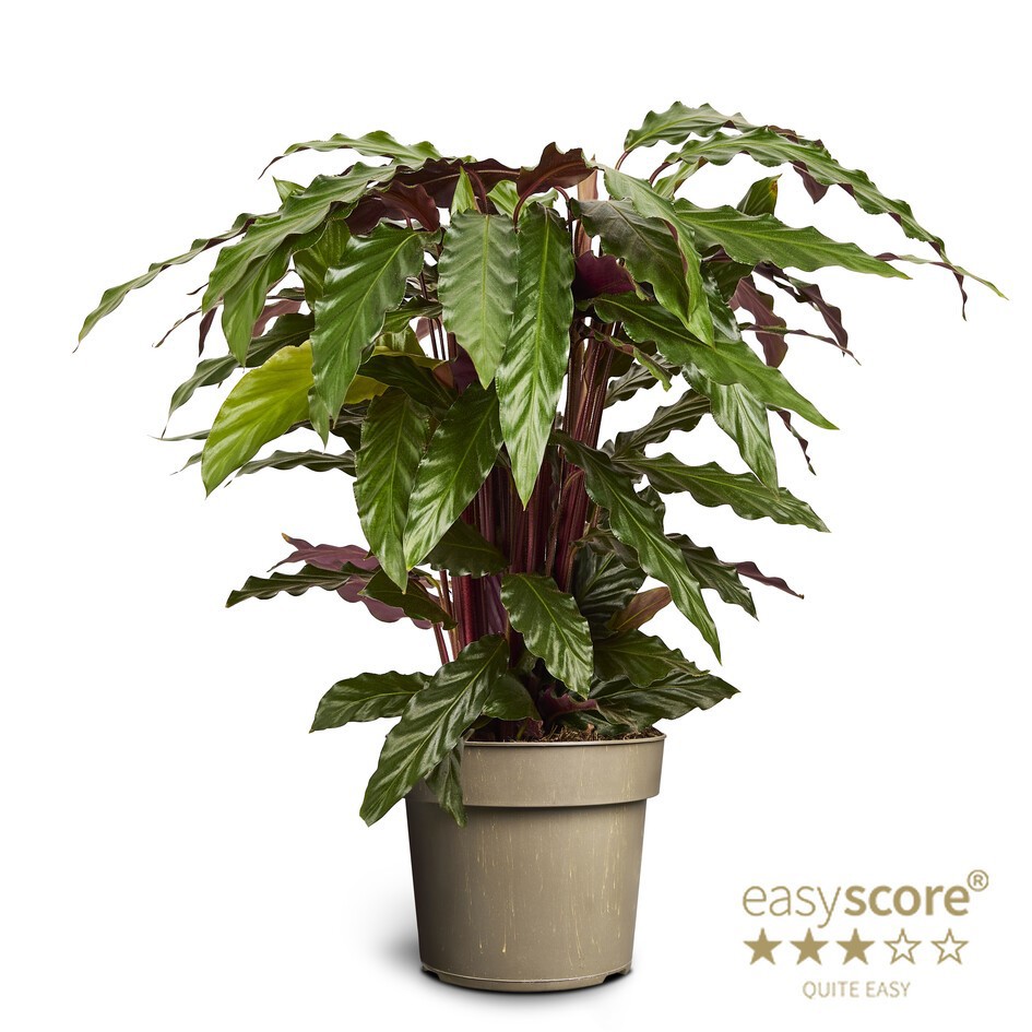 Calathea rufibarba, D 17