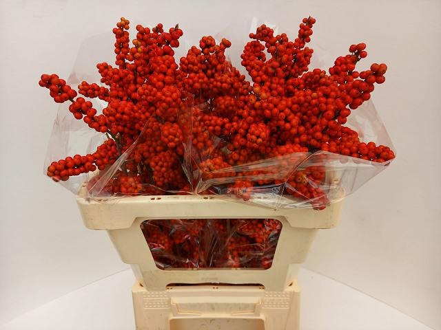 Илекс Брит Байс 60, шт.