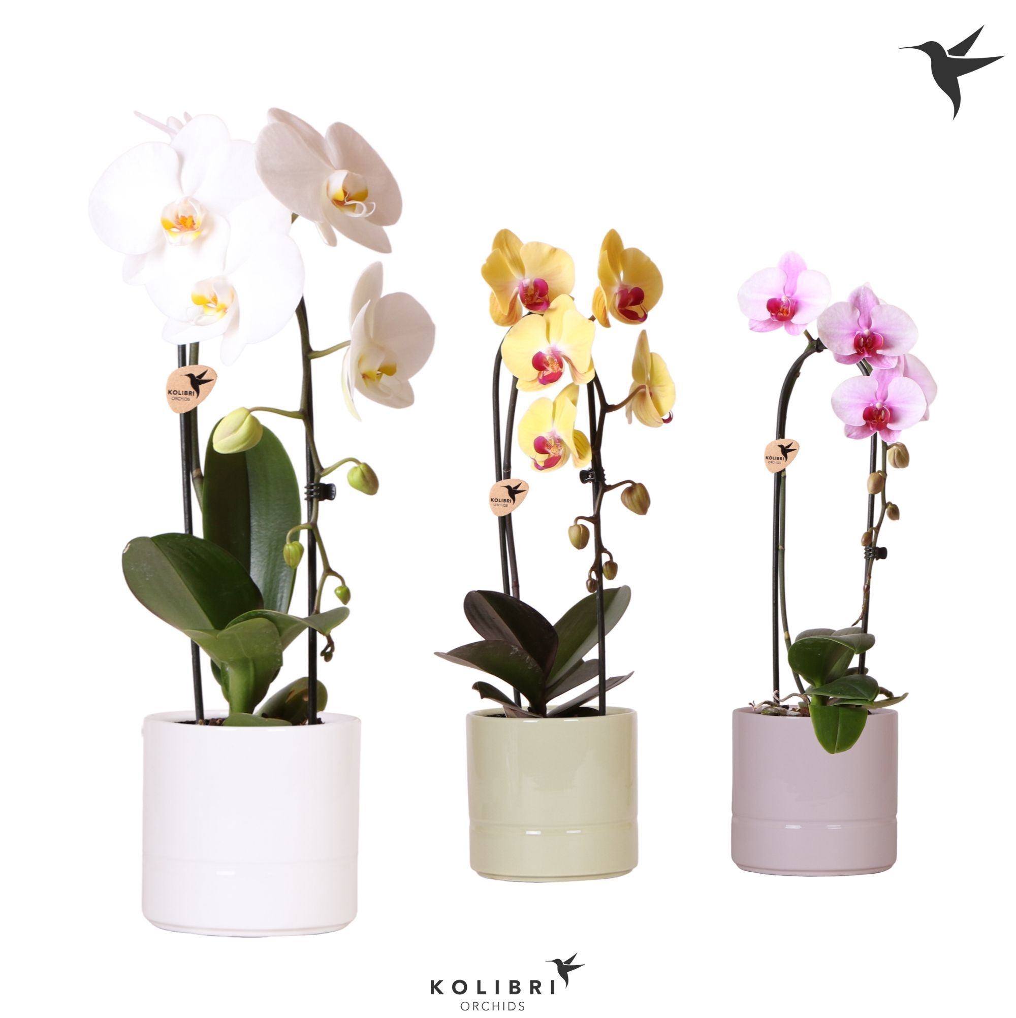 Kolibri Orchids Cascade Niagara Fall mix 1 spiken in Pastel pot mix, D 12