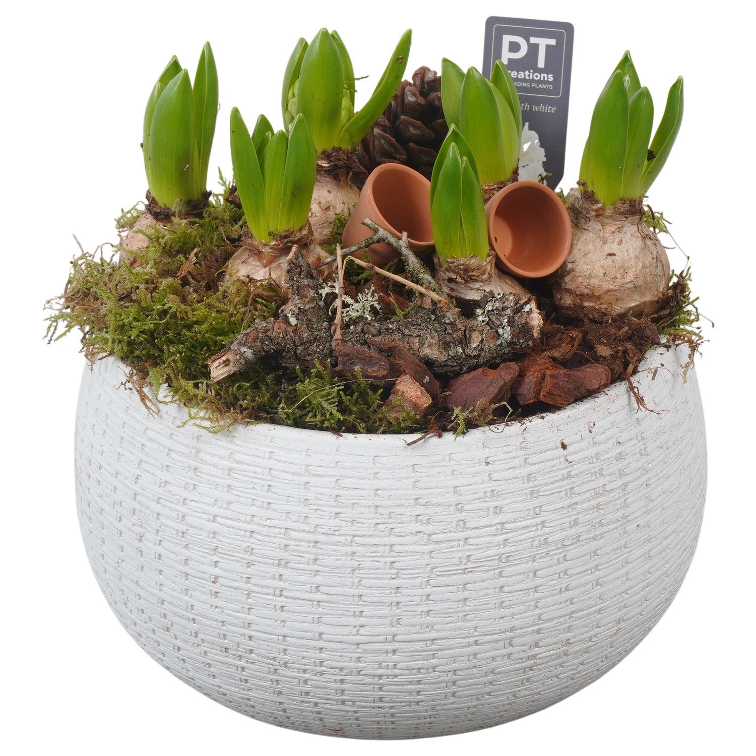 PTWH4031 Arrangement Winter Hyacint in keramiek schaal, D 23