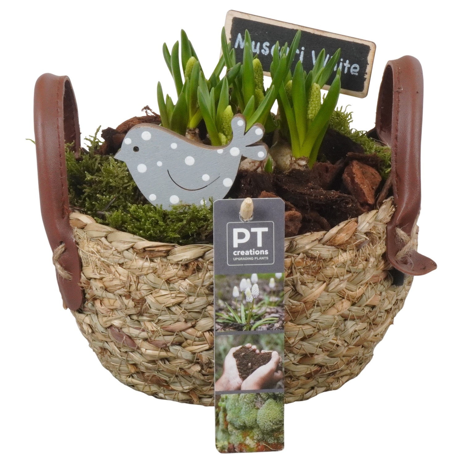 PTWMB8128 Arrangement Muscari White in riet mand, D 15