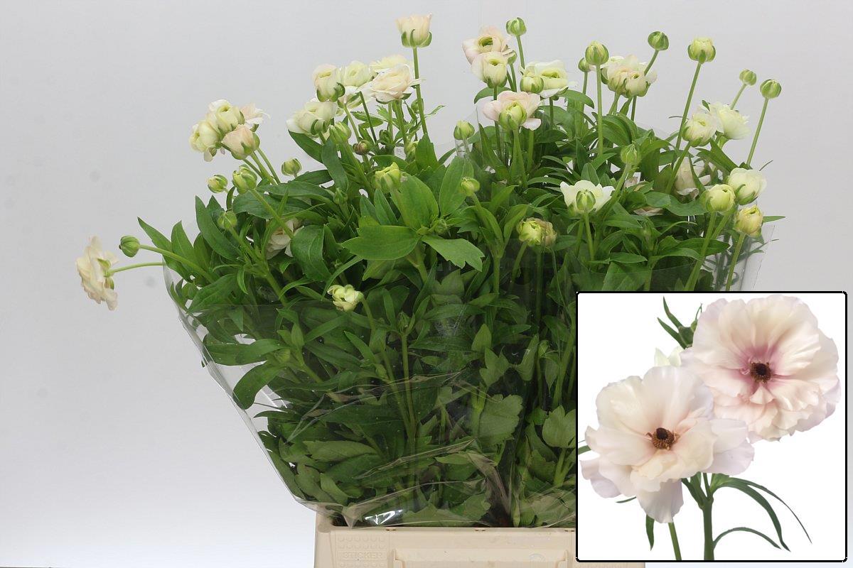 Ранункулус Баттерфлай Ариадне 50 (крем.), шт.