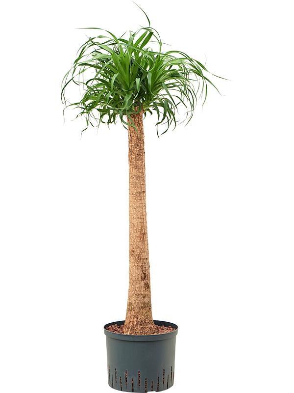 Beaucarnea recurvata, D 25