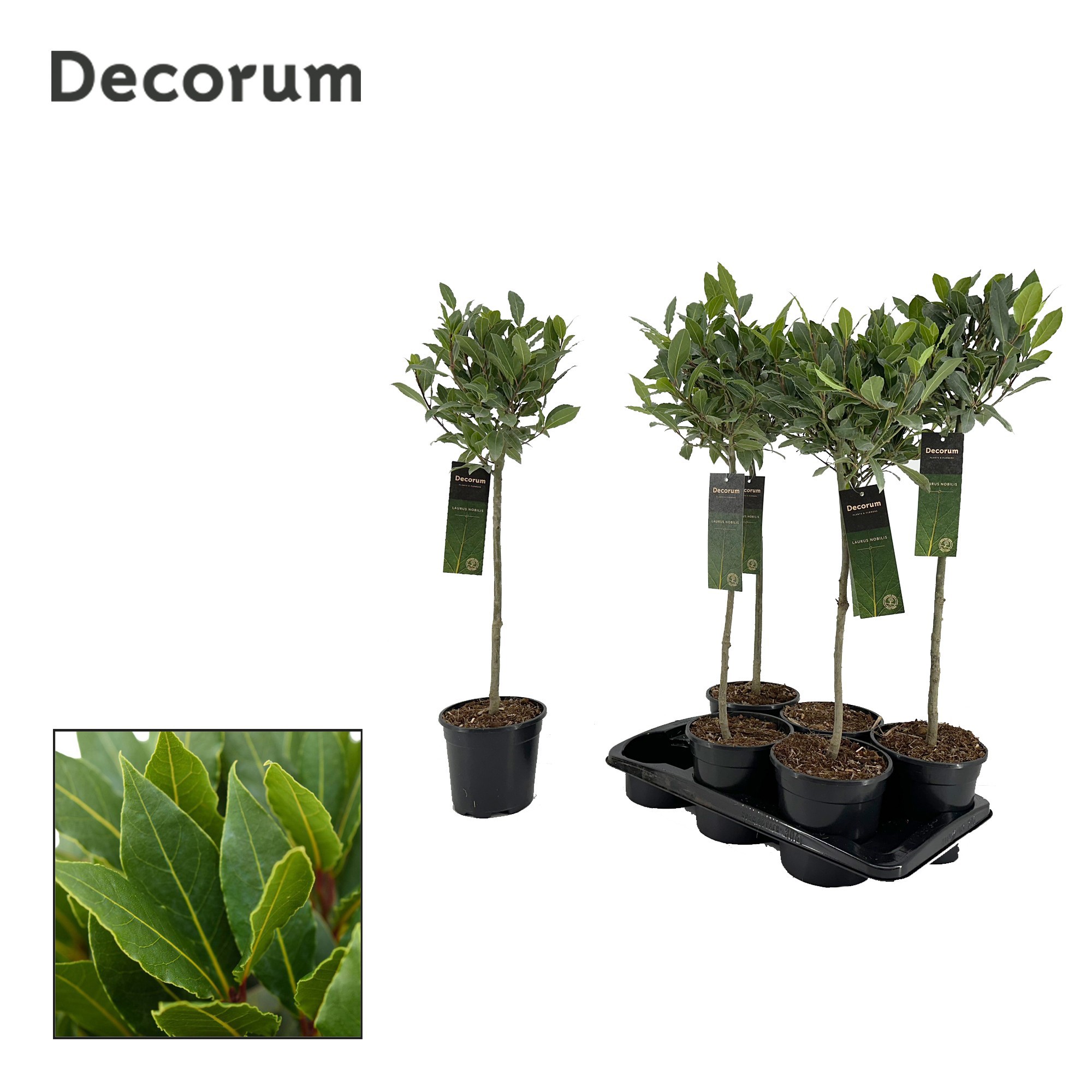 Laurus nobilis Bol op stam, D 17 cm