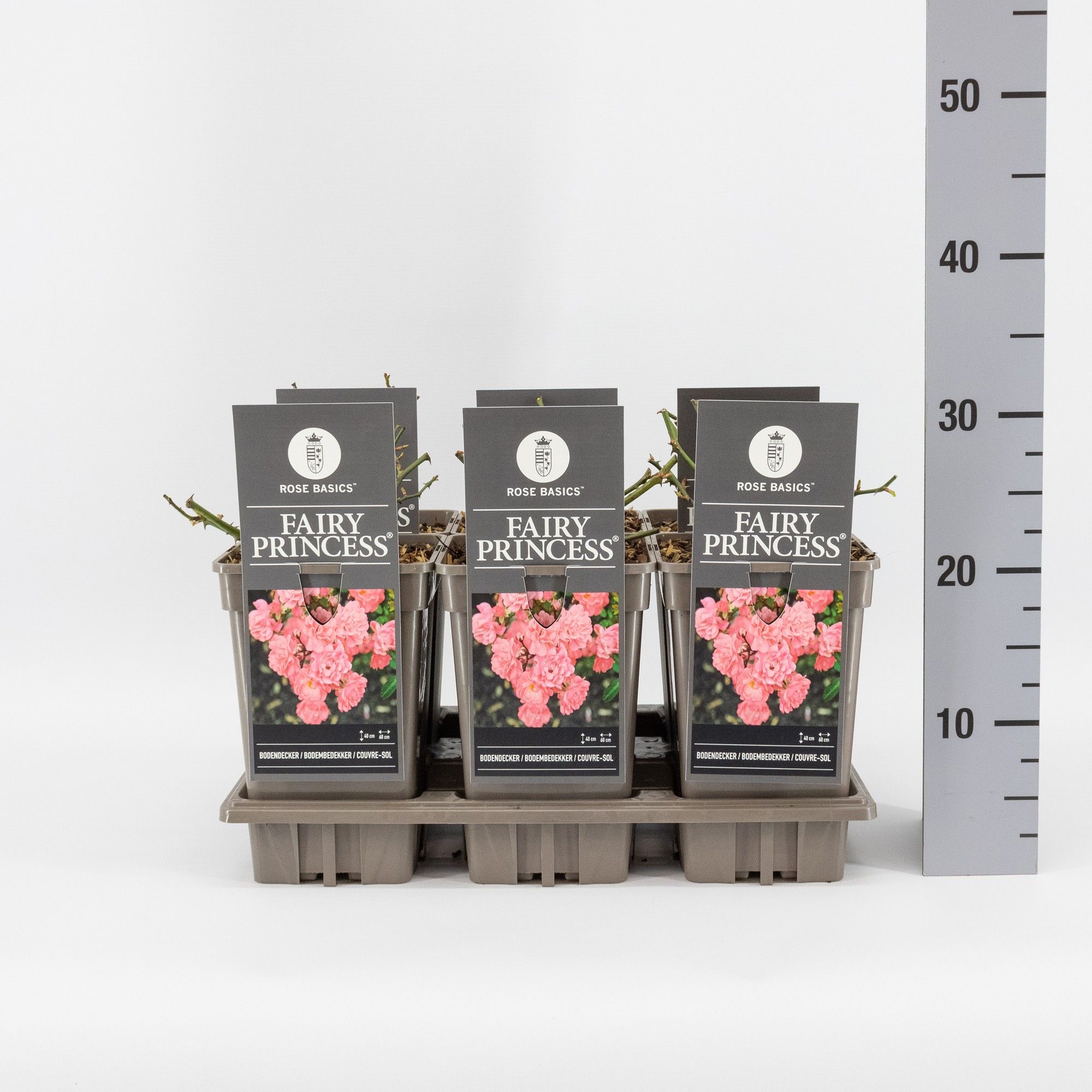 Rosa (P) Fairy Princess ®, C3, D 17