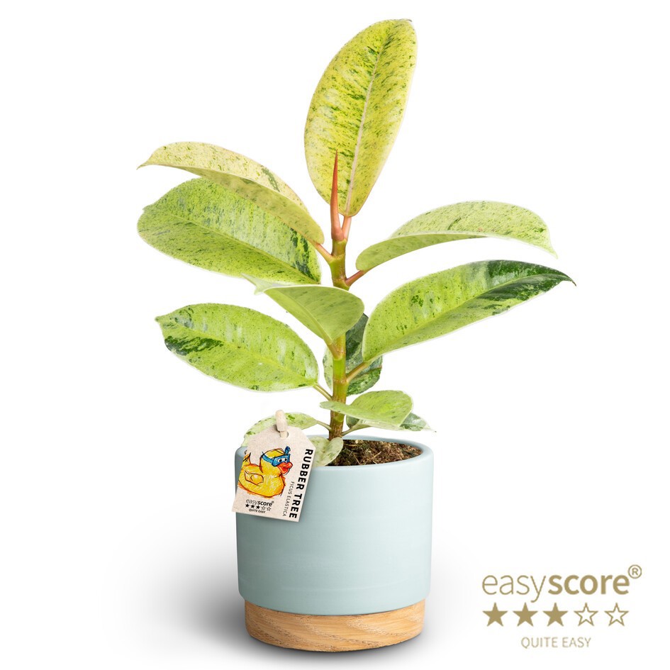 Woodbase Sky Blue, Ficus elastica ´Shivereana´, D 10