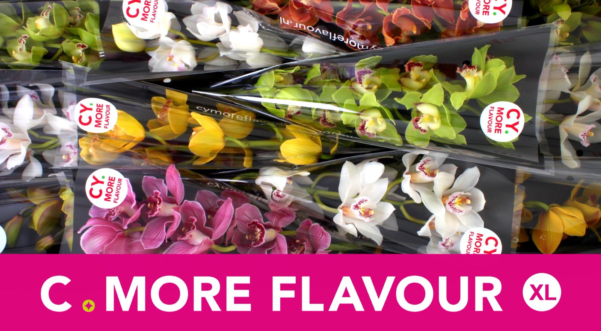 Цимбидиум Микс x12 50, шт.