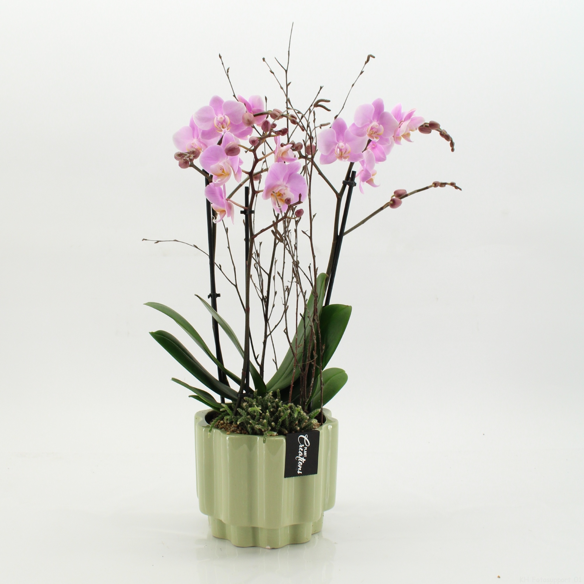 PHAL-2617RZ Phalaenopsis creatie, D 17