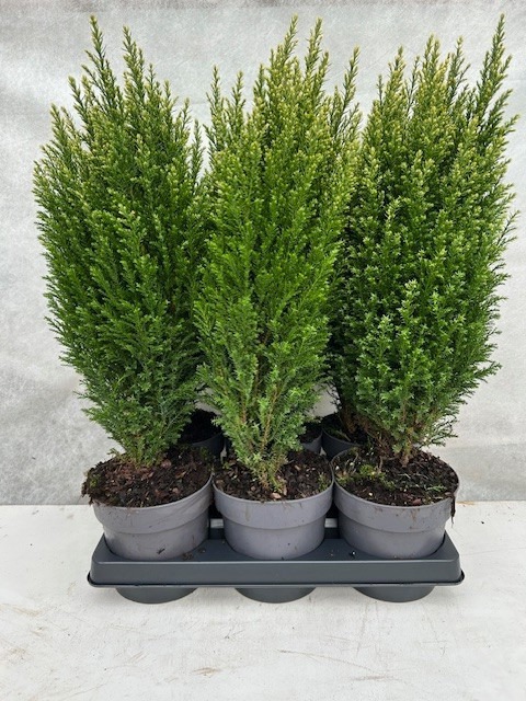 Chamaecyparis lawsoniana Snowwhite, D 15 cm