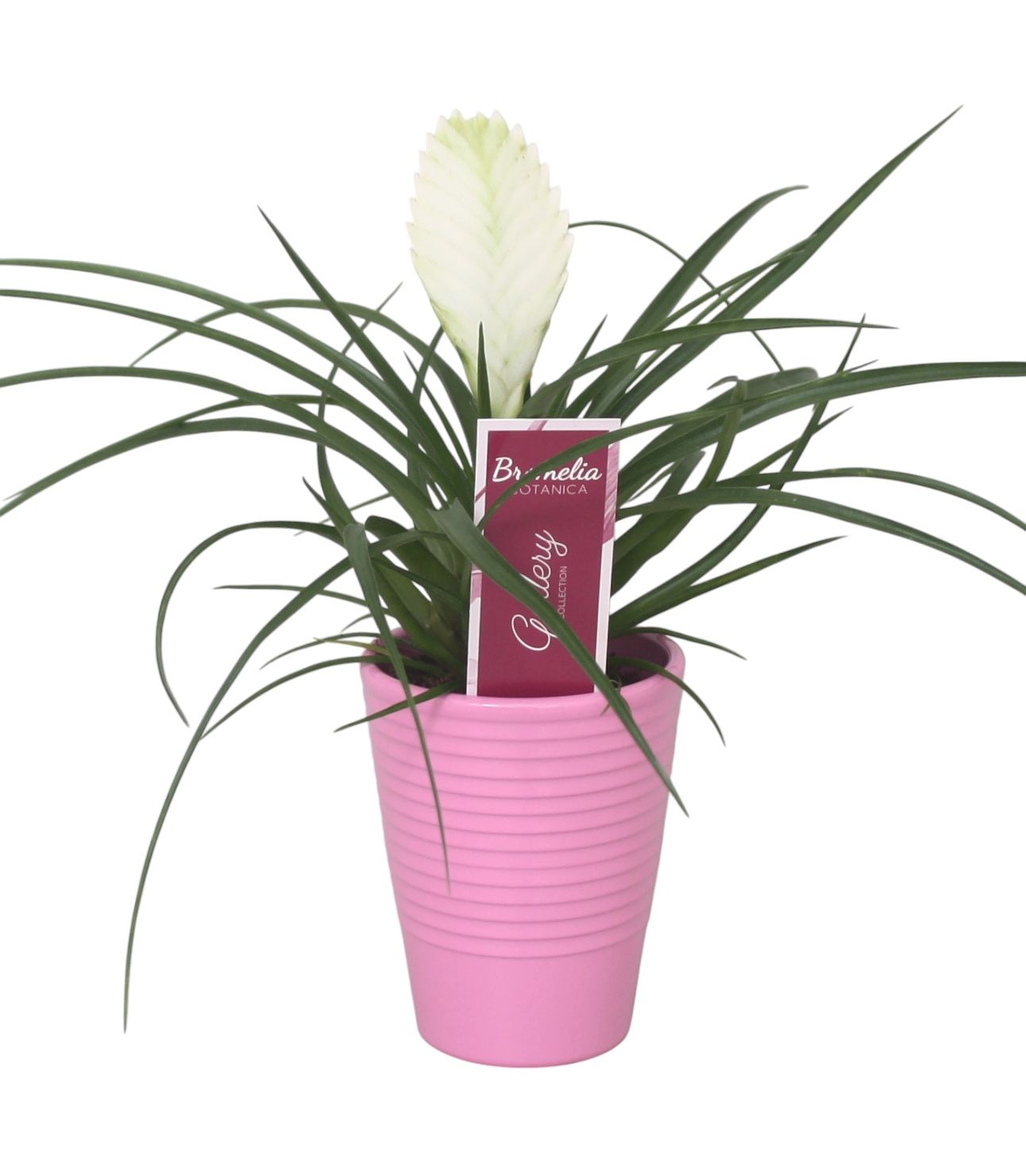 Tillandsia cyanea 'Biancini' in roze ribbel keramiek, D 11