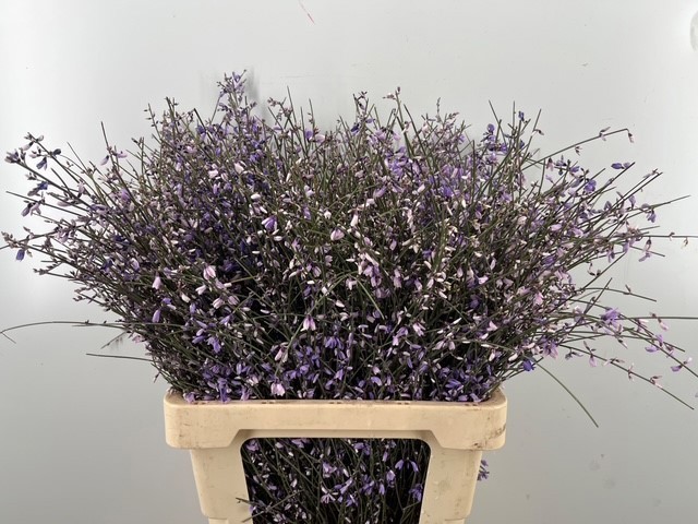 Гениста крашеная Пинк за пучок 65 (краш. ), пуч.