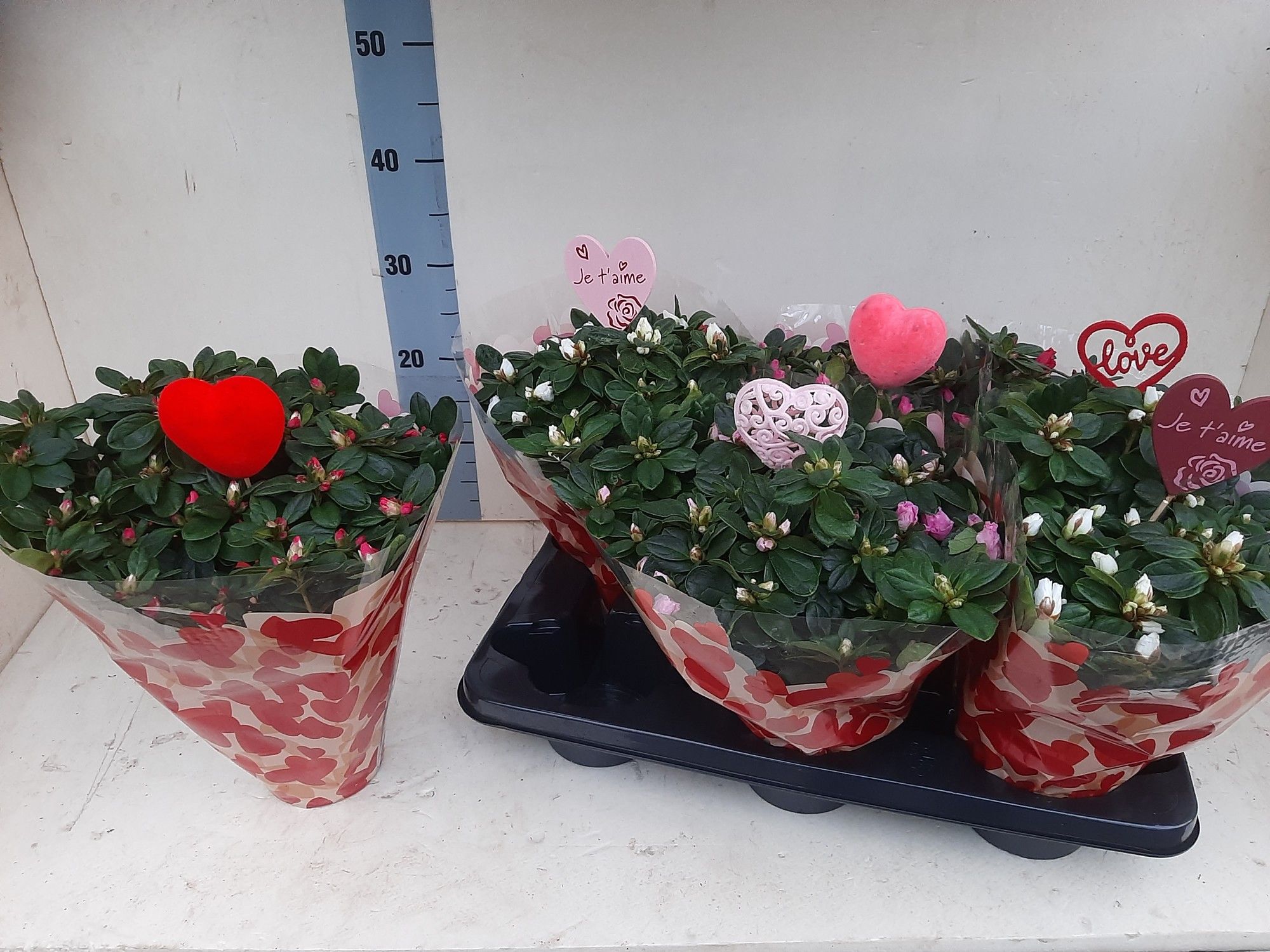 AZALEA VALENTIJN HOES + HARTJE 30 CM, D 14