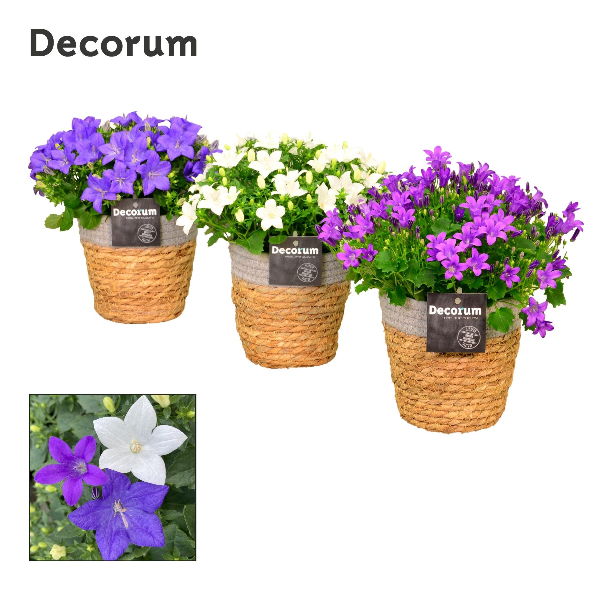 Campanula Mix Decorum S. Basket, D 15
