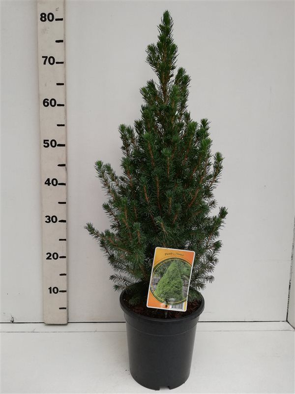 Picea glauca 'Conica', D 19