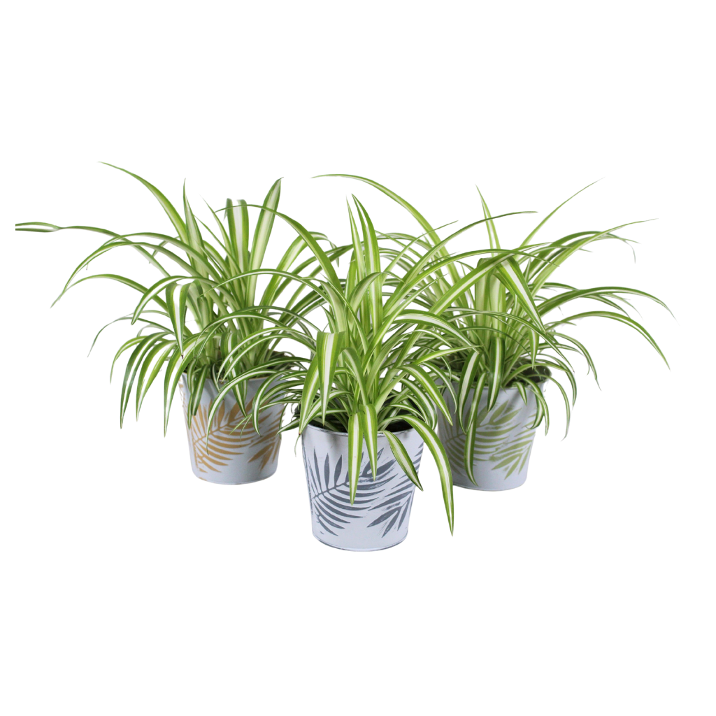 Chlorophytum Variegatum in sierpot zink 3 kleuren, D 12