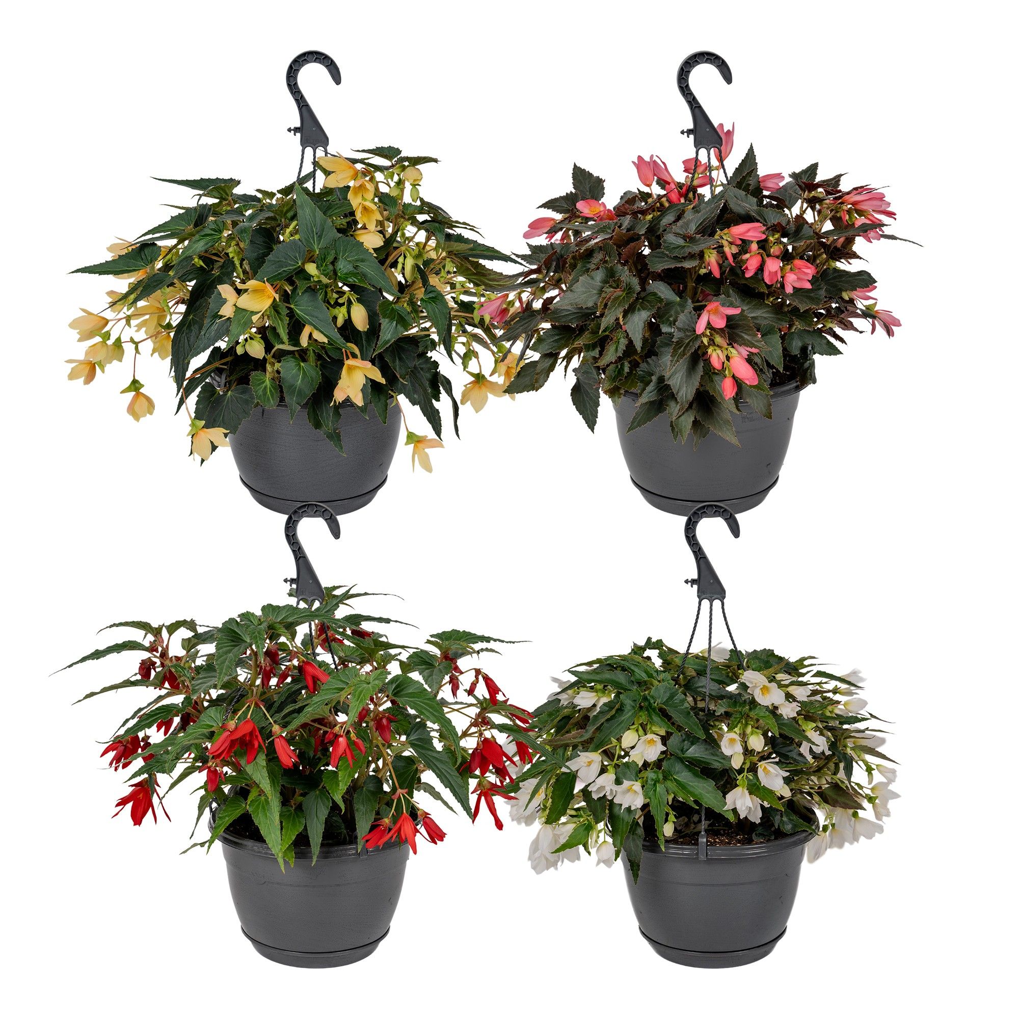 Hpot Begonia mixLAAG, D 25