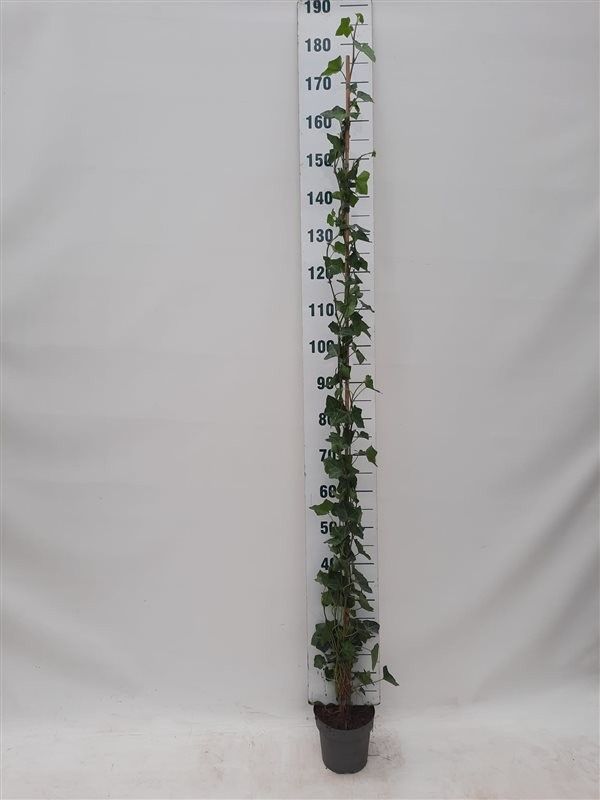 Hedera hibernica 150-175 cm, C2, D 17