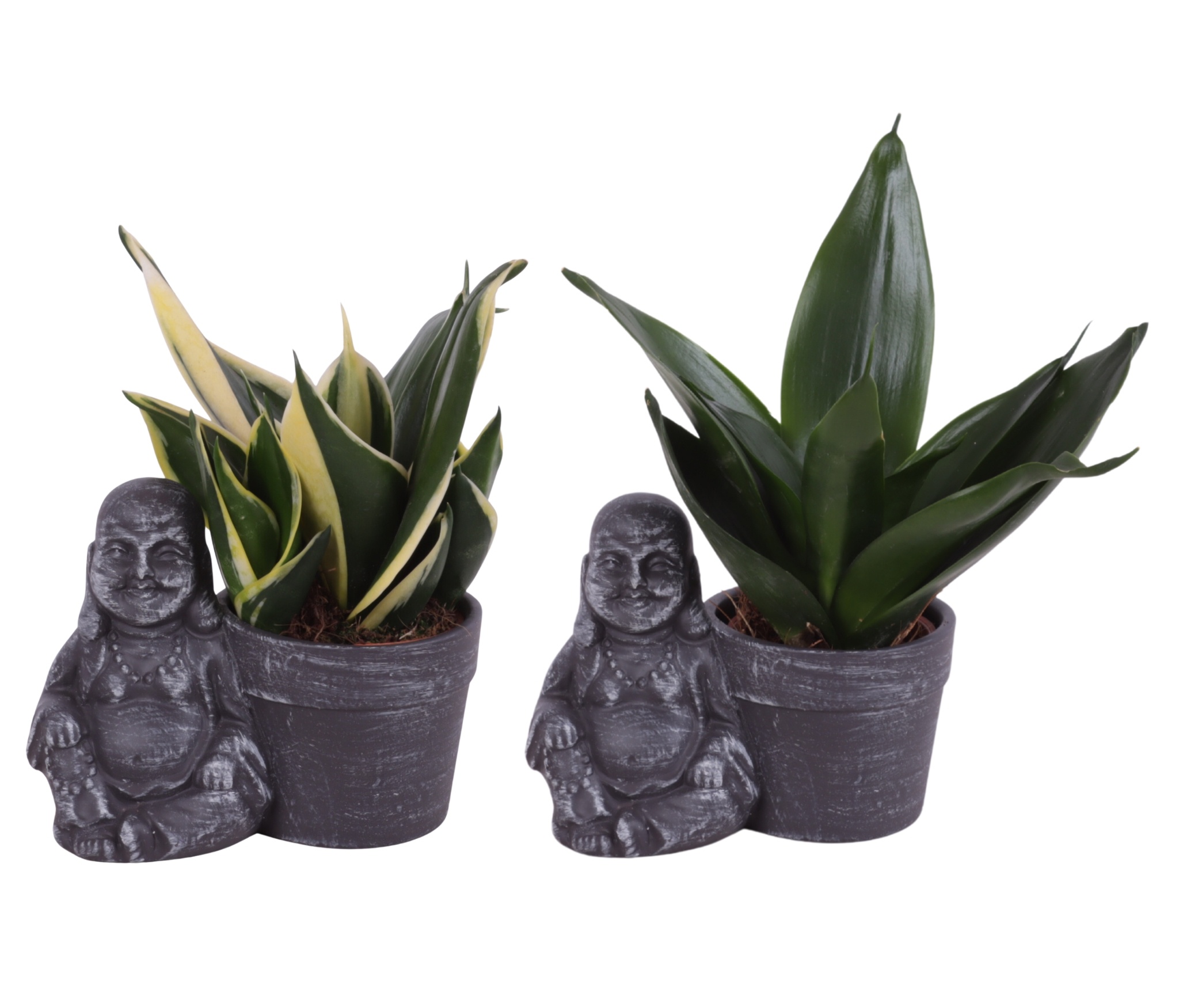 Sansevieria trif. Mix Pot Ø06cm in Ceramic Sitting Buddha Ø13cm, D 13