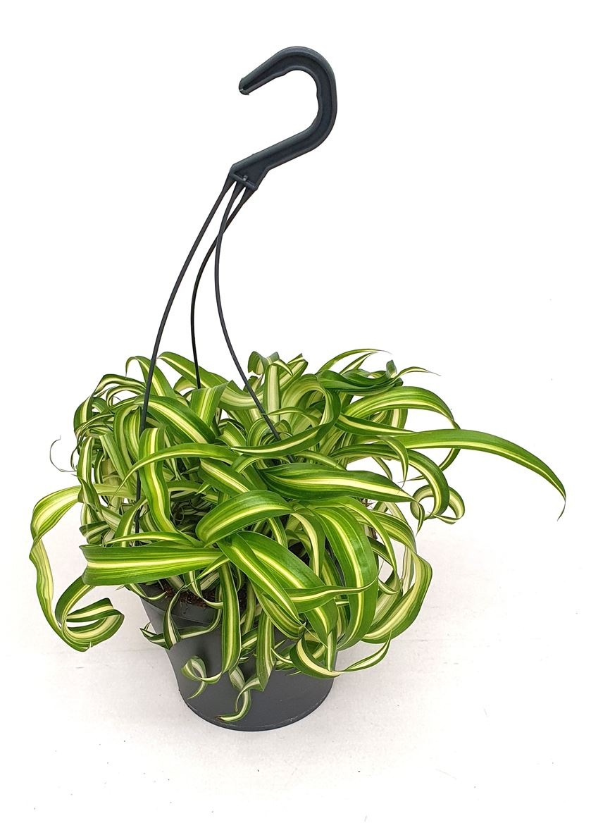 Chlorophytum com. 'Bonnie' hangpot, D 19