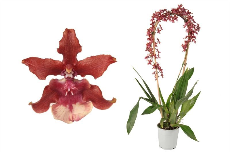 Oncidium p12 Sharry Baby cascade 1T, D 12