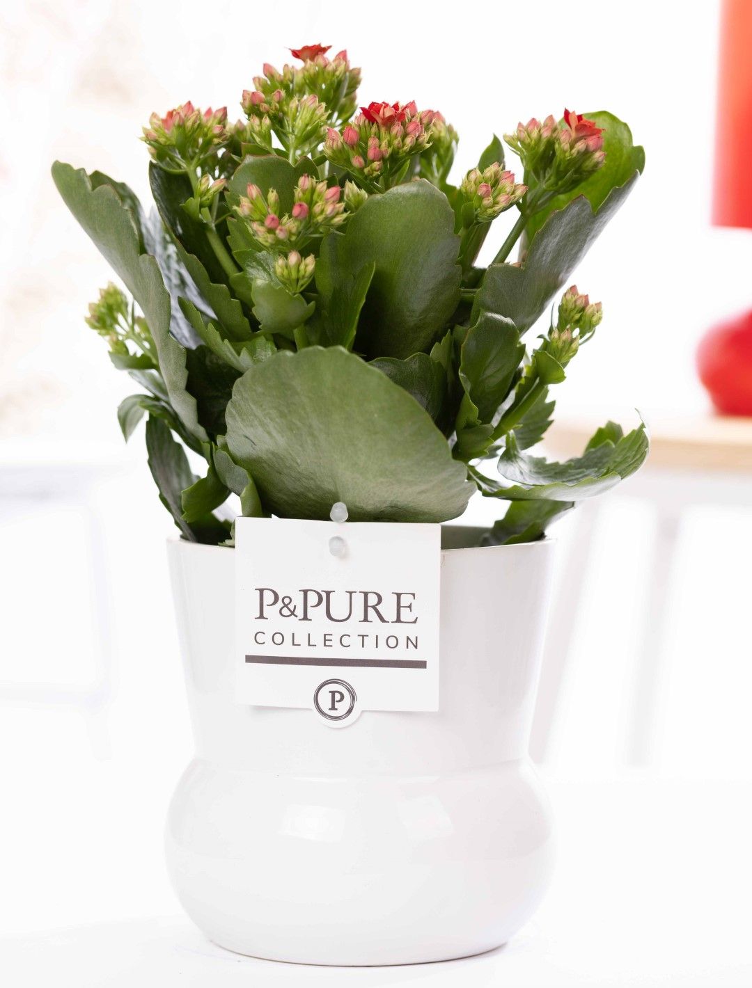 Kalanchoe red in P&PURE Plant Vase Maximawhite, D 12