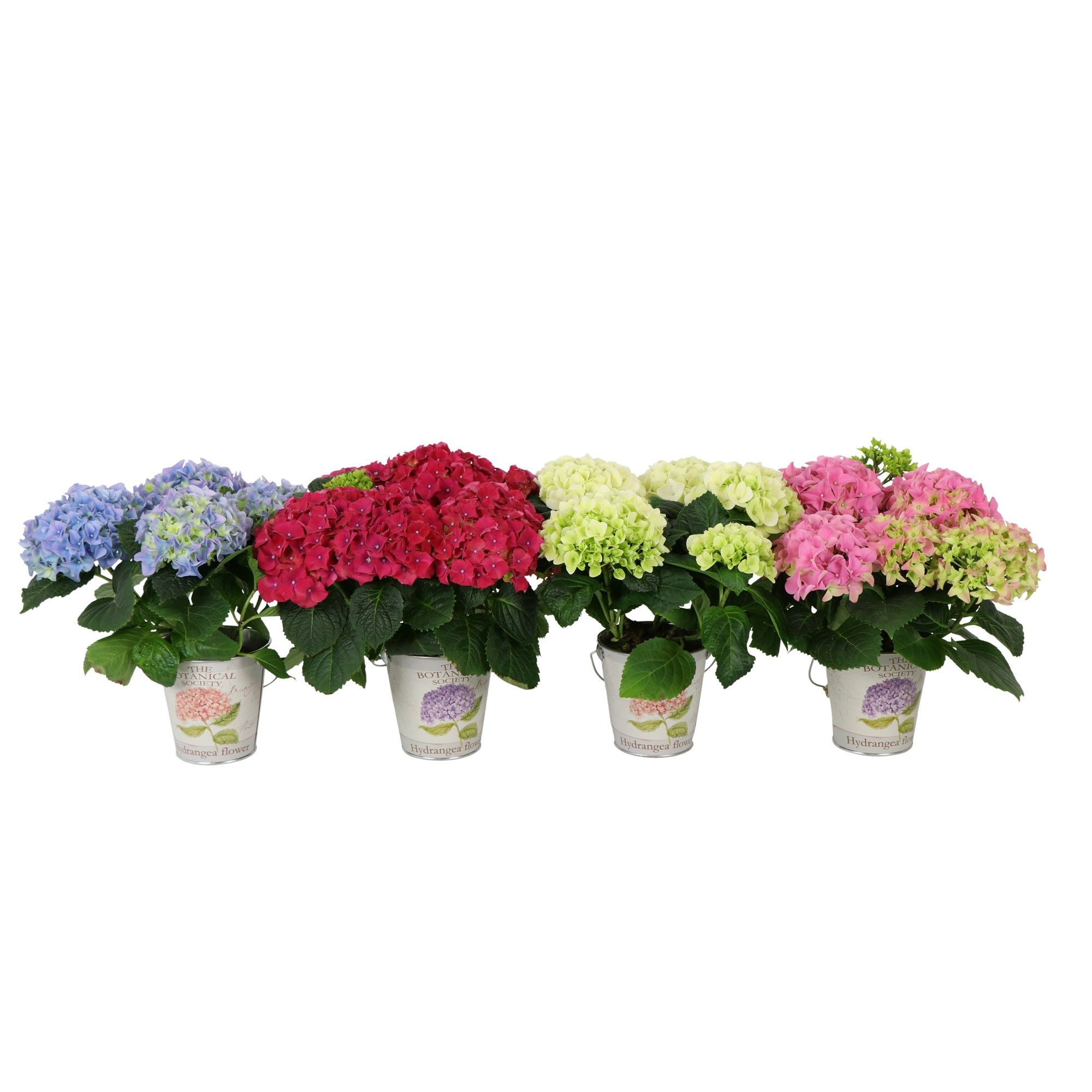 Hydrangea 10cm 3-5 bloemen in Metal Bucket, D 11