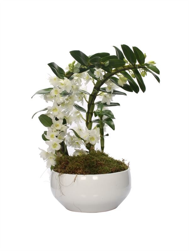 Schaal Lynn 26 cm white Dendr Nobile Apollon boomerang 2T20+tros ( 2 p.p. ), D 12 cm Schaal Lynn 26 cm white Dendr Nobile Apollon boomerang 2T20+tros ( 2 p.p. ), D 12 cm