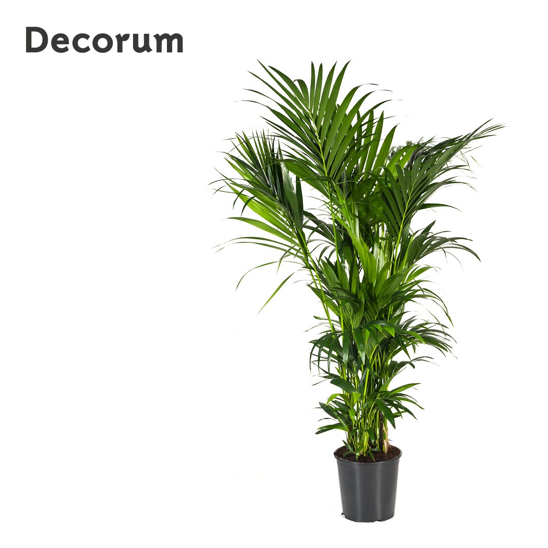 Howea forsteriana 180cm (Kentia) Decorum, D 32 cm
