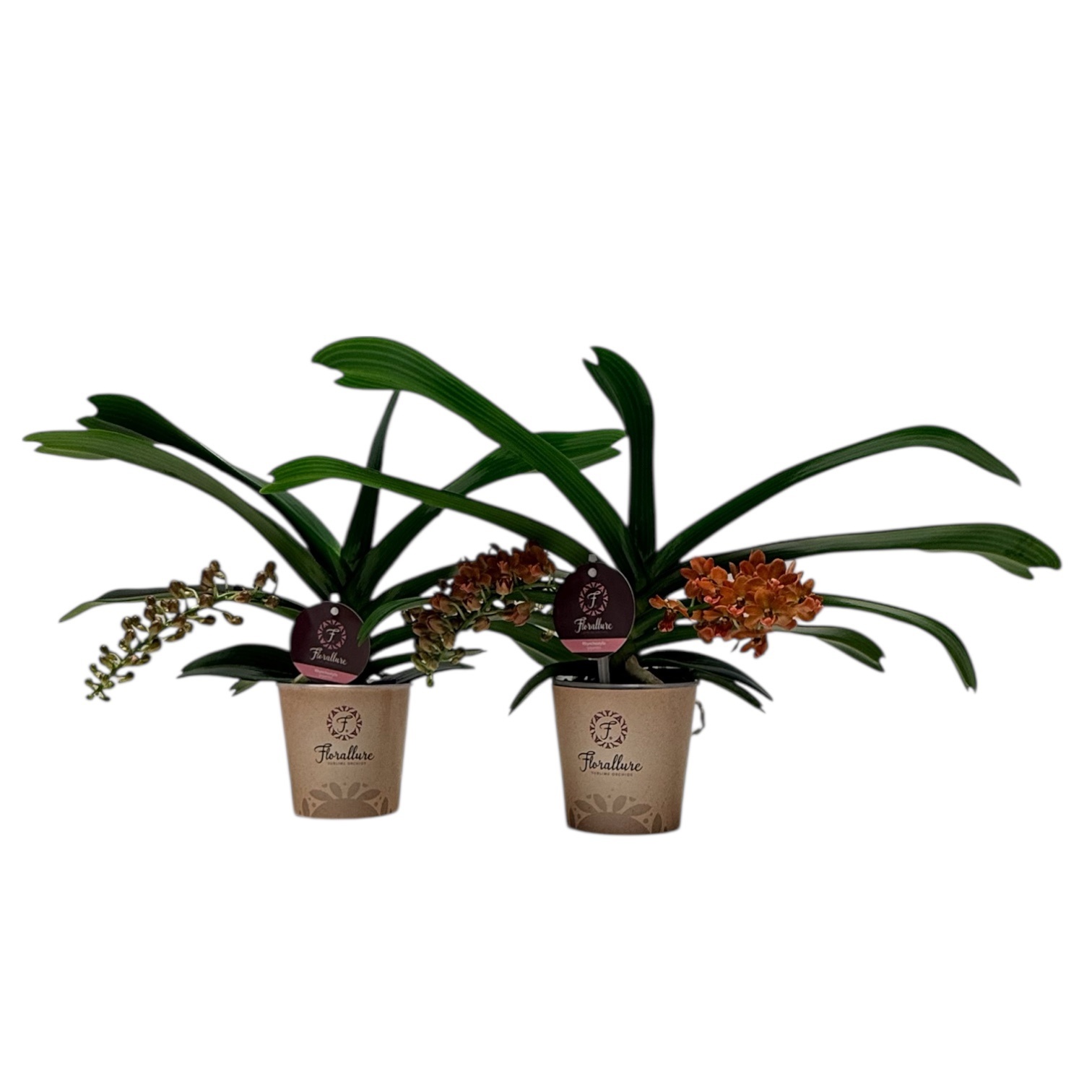 Rhynchostylis Gigantea 2 tak Oranje, D 12