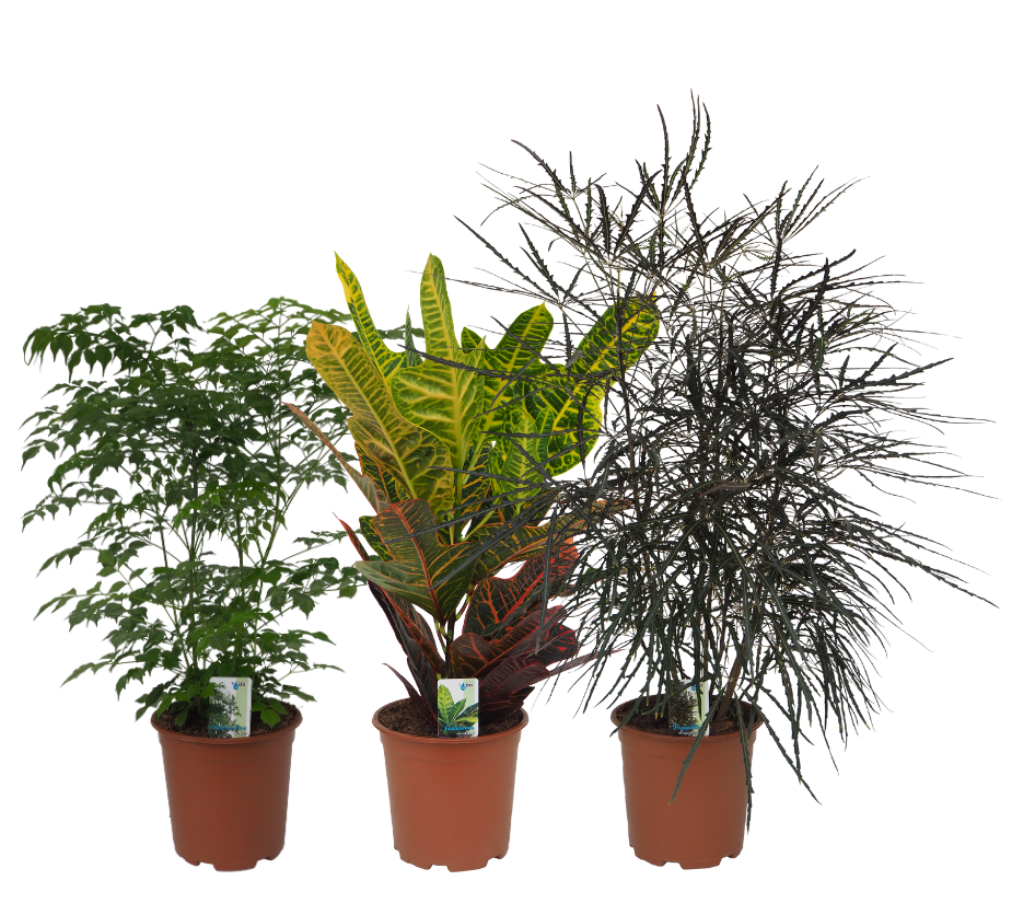 Mix 15 (Radermachera, Croton, Dizygotheca), D 19