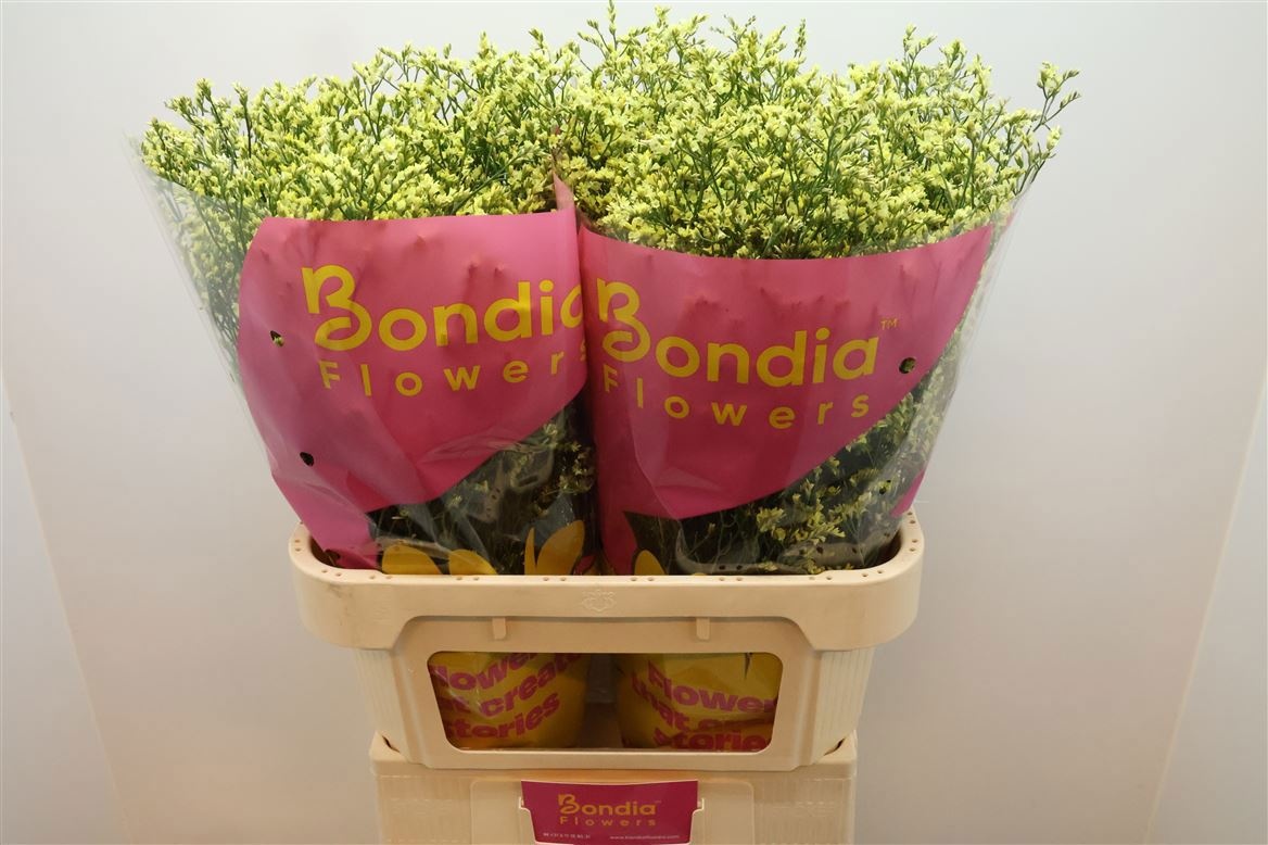 Лимониум Чайна Саммер 80, шт.