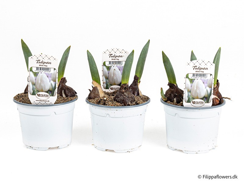 TULIPA FERGANICA 'White Flag', D 11