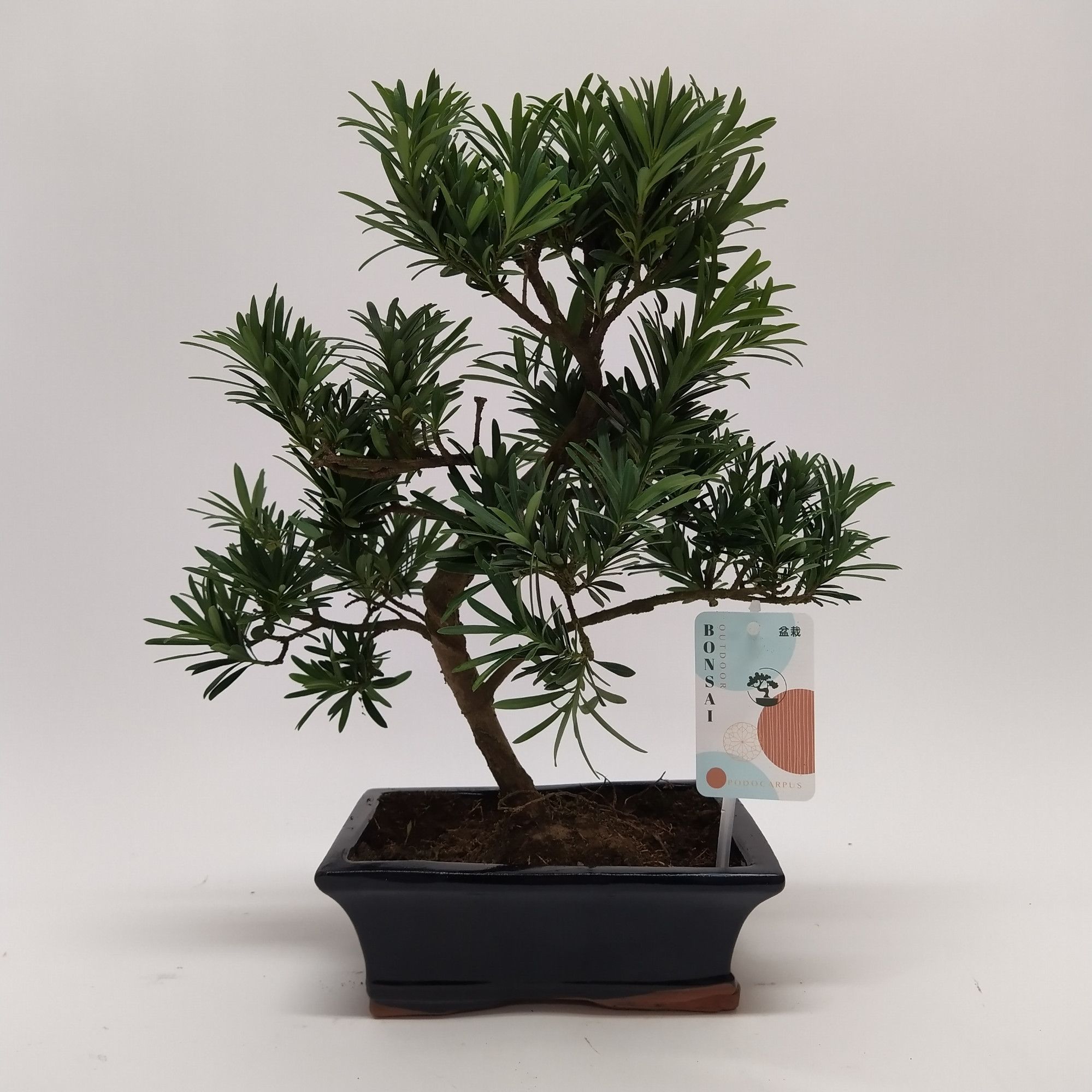 Podocarpus Outdoor Bonsai 20 cm, D 20