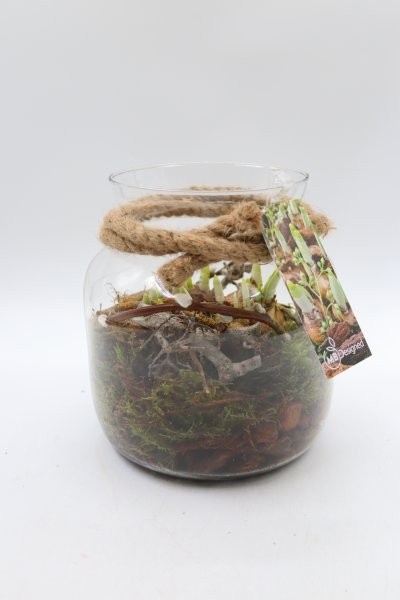 Narcis, candy jar L, D 19