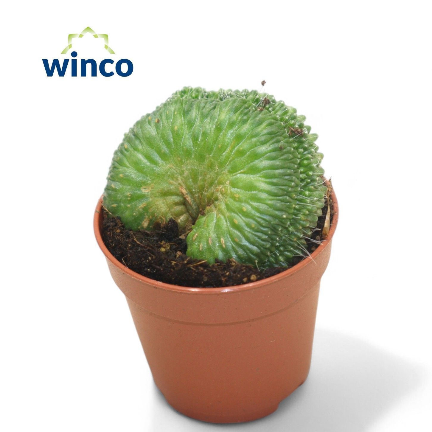 Mammillaria Un Pico Cristata, D 5,5