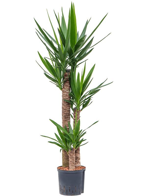 Yucca elephantipes, D 22