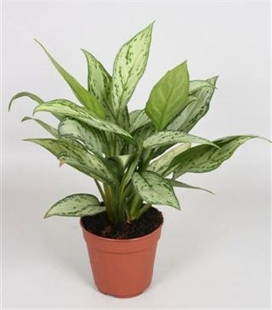 Aglaonema 'Silver Queen Compact', D 12