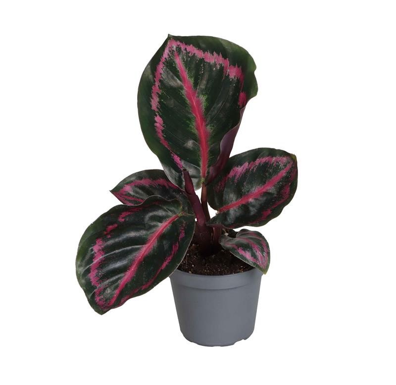 CALATHEA ROSEOPICTA 'PRINCESS JESSIE', D 6 cm
