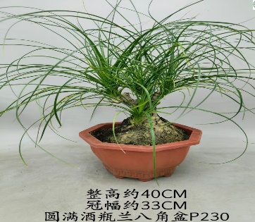 Нолина бокарнея бранч 23 45